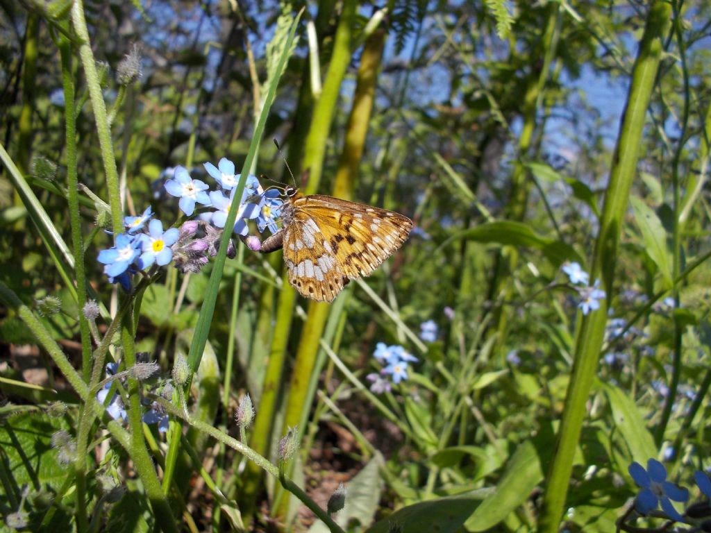 Hamearis lucina, Riodinidae